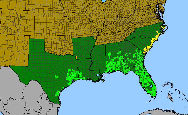 The range of Persea borbonia